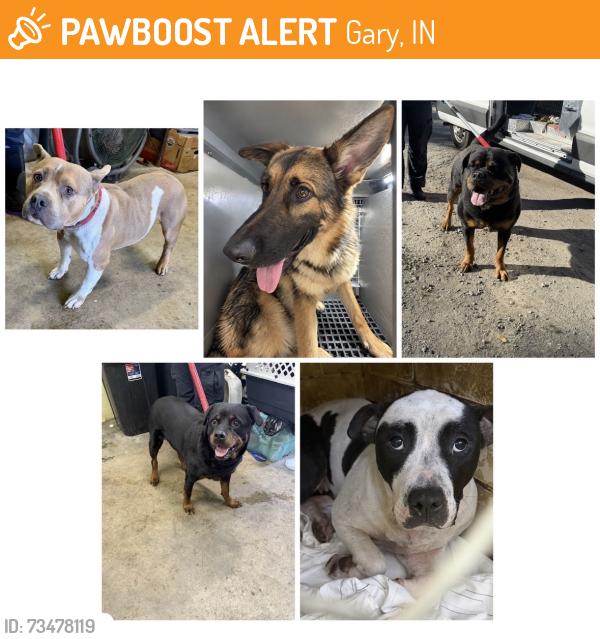 Found/Stray Unknown Dog last seen Gary Animal Control, Gary, IN 46402