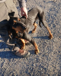 Found/Stray Male Dog last seen Wondering on a pull off beside interstate, US-20,  68765