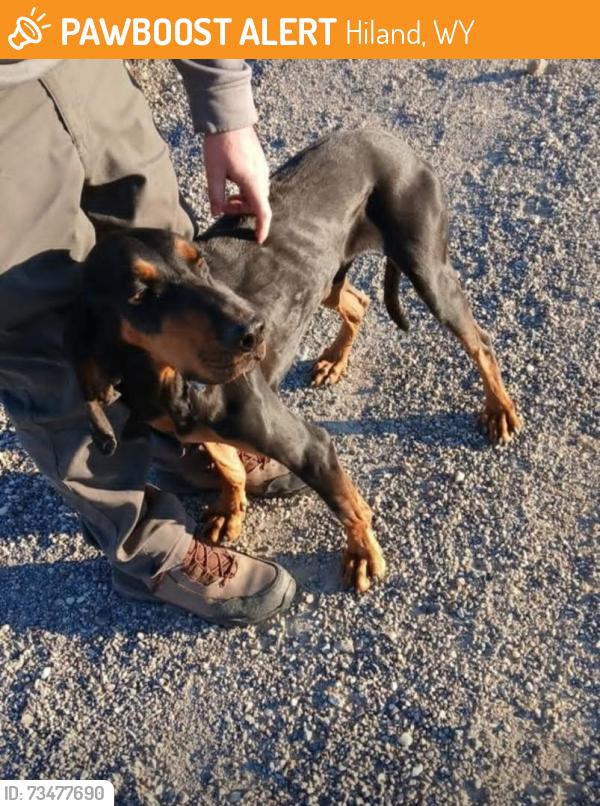 Found/Stray Male Dog last seen Wondering on a pull off beside interstate, US-20,  68765