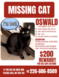 Lost Male Cat last seen Burnett Ave, Cambridge, ON N1T 1M6