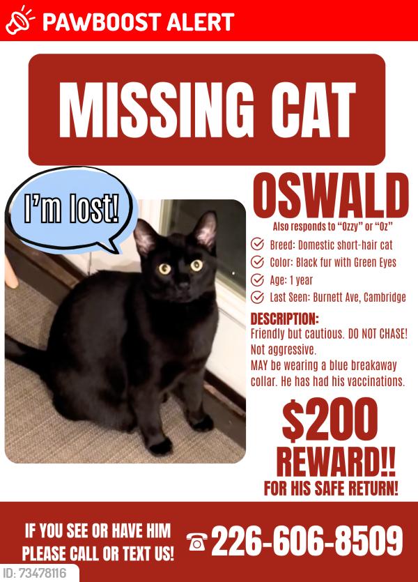 Lost Male Cat last seen Burnett Ave, Cambridge, ON N1T 1M6