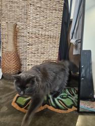 Lost Male Cat last seen Sandalwood & Deville Oaks Way, Citrus Heights, CA 95621