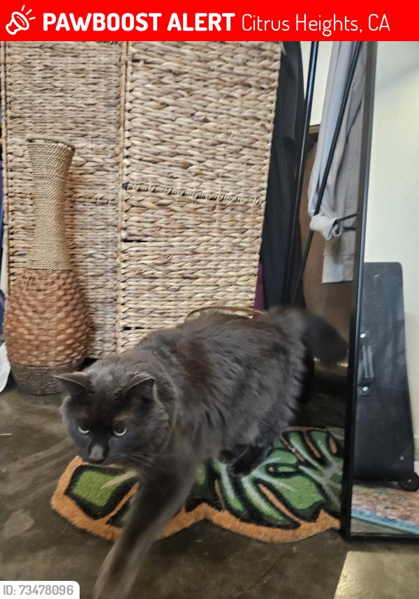 Lost Male Cat last seen Sandalwood & Deville Oaks Way, Citrus Heights, CA 95621