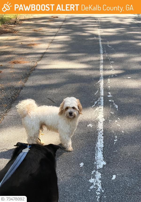 Found/Stray Male Dog last seen Alton Rd and Embry Circle, DeKalb County, GA 30341