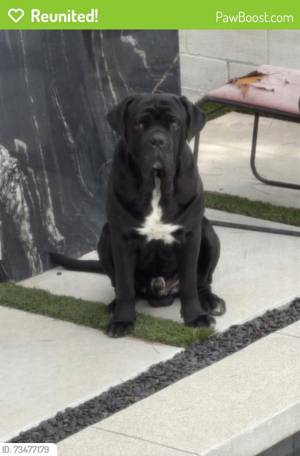 Reunited Male Dog last seen Olmsted/Virginia, Glendale, CA 91202