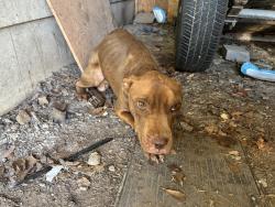 Found/Stray Male Dog last seen New cut Road and Campground, Spartanburg, SC 29303