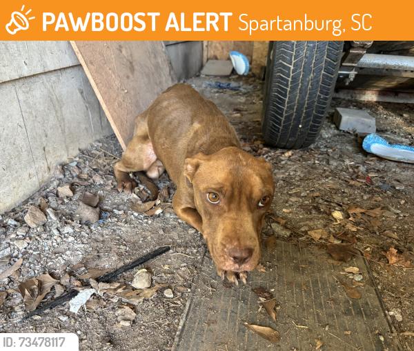 Found/Stray Male Dog last seen New cut Road and Campground, Spartanburg, SC 29303