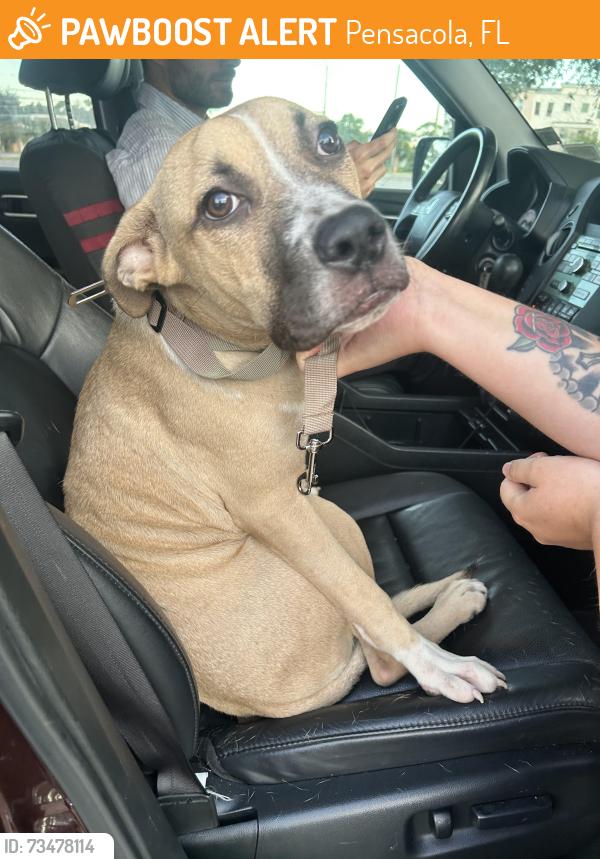 Found/Stray Male Dog last seen Near W Government St, Pensacola, FL 32502