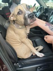 Found/Stray Male Dog last seen Near W Government St, Pensacola, FL 32502