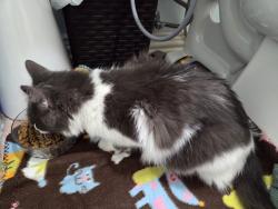 Reunited Male Cat last seen Near block of Luallen Dr. And 1600 block of Raleigh Dr Carrollton, Tx 75007, Carrollton, TX 75007