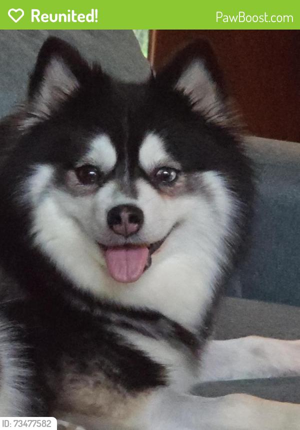 Reunited Female Dog last seen Harmony hill and Skelp level, East Bradford Township, PA 19380