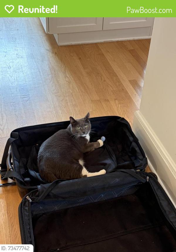 Reunited Female Cat last seen Near Davis Ave (apmt building), Rye, NY 10580