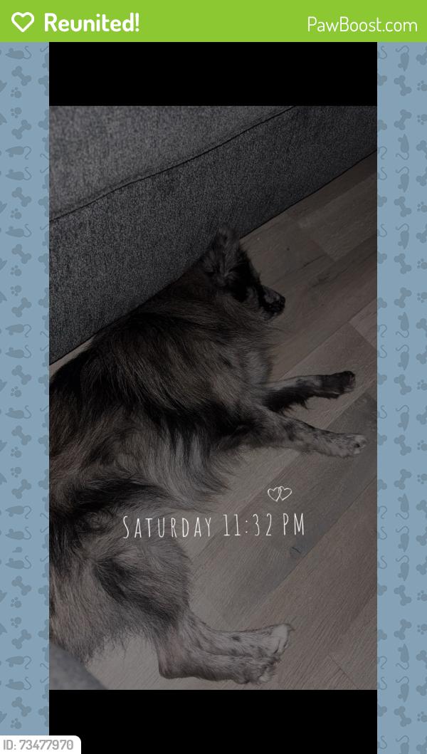 Reunited Male Dog last seen Center st, Deer Park, TX 77536