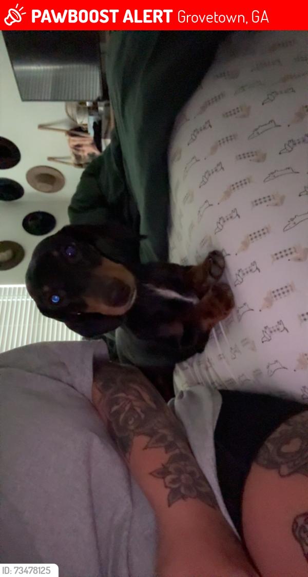 Lost Male Dog last seen Porter ln, Grovetown, GA 30813