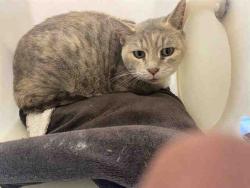 Shelter Stray Female Cat last seen Near BLOCK N 21ST ST, 3839 W Burnham St, West Milwaukee, WI 53215, USA