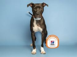 Shelter Stray Male Dog last seen 75TH AVE/OLIVE, 5501 E Van Buren St, Phoenix, AZ 85008, USA