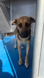Shelter Stray Female Dog last seen Near BLK 6TH ST, BAKERSFIELD, CA, 201 S Mt Vernon Ave, Bakersfield, CA 93307, USA
