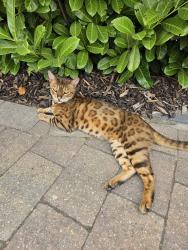 Reunited Male Cat last seen Manchester Road, Greater Manchester, England OL10 2ER