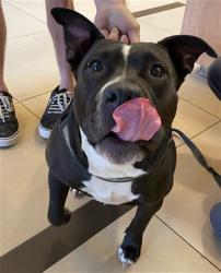 Shelter Stray Female Dog last seen LAKE PATIENCE RD, 19640 Dogpatch Ln, Land O' Lakes, FL 34638, USA