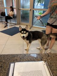 Shelter Stray Male Dog last seen JUARZ DR/SAN FERNANDO DR, 19640 Dogpatch Ln, Land O' Lakes, FL 34638, USA