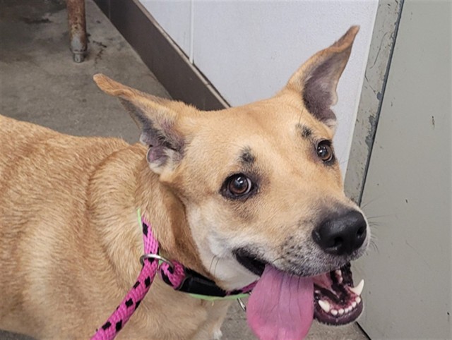 Shelter Stray Female Dog last seen , 4000 N Silverbell Rd, Tucson, AZ 85745, USA