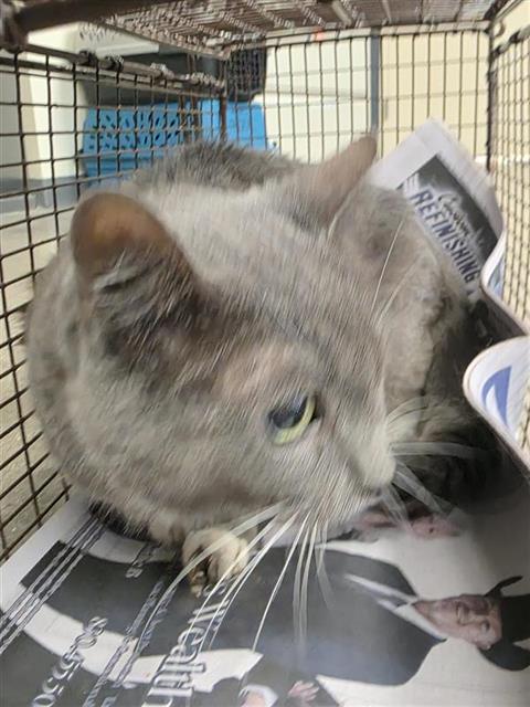Shelter Stray Male Cat last seen , 4710 TX-151, San Antonio, TX 78227, USA
