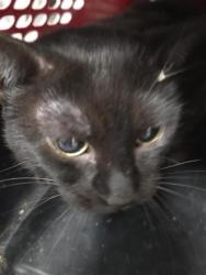 Shelter Stray Male Cat last seen , 4710 TX-151, San Antonio, TX 78227, USA