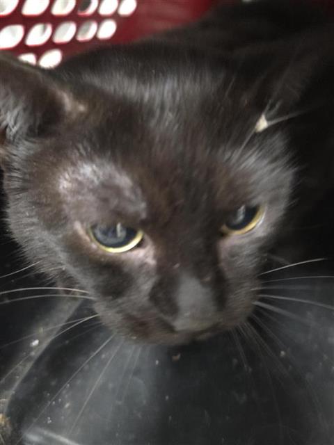 Shelter Stray Male Cat last seen , 4710 TX-151, San Antonio, TX 78227, USA