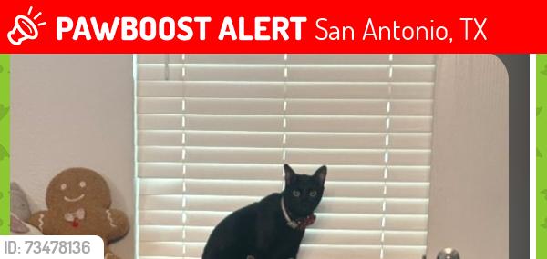 Lost Male Cat last seen Westwood apmts, San Antonio, TX 78253