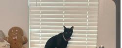 Lost Male Cat last seen Westwood apmts, San Antonio, TX 78253