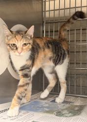 Shelter Stray Female Cat last seen , 4275 Elton St, Baldwin Park, CA 91706, USA