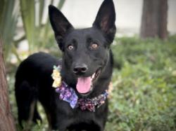 Shelter Stray Female Dog last seen , 957 N Gaffey St, San Pedro, CA 90731, USA