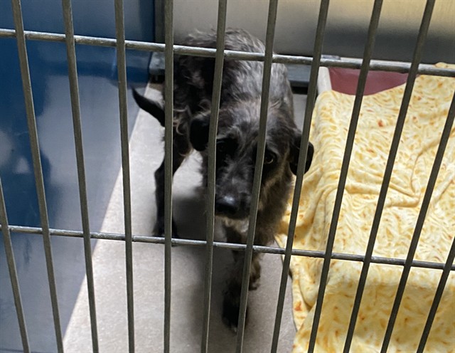 Shelter Stray Male Dog last seen N 67TH AVE AND W MCDOWELL RD, 2500 S 27th Ave, Phoenix, AZ 85009, USA