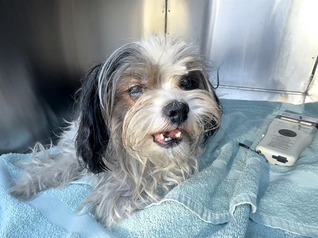 Shelter Stray Female Dog last seen W GLENDALE AVE AND N 83RD AVE, 2500 S 27th Ave, Phoenix, AZ 85009, USA