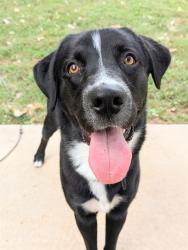 Shelter Stray Male Dog last seen ST CHARLES CO, 4850 Mid Rivers Mall Dr, St Peters, MO 63376, USA