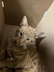 Shelter Stray Male Cat last seen Near BLOCK E 13TH ST N, WICHITA KS 67214, 3303 N Hillside St, Wichita, KS 67219, USA