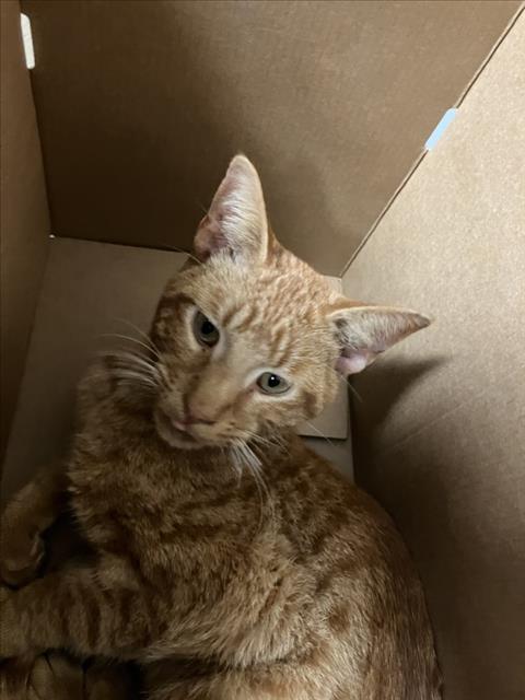 Shelter Stray Male Cat last seen Near BLOCK E 13TH ST N, WICHITA KS 67214, 3303 N Hillside St, Wichita, KS 67219, USA