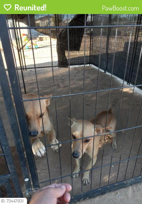 Reunited Male Dog last seen Gayhead, Apple Valley, CA 92307