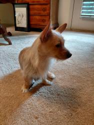 Reunited Female Dog last seen By hickory Christian academy, Hickory, NC 28601