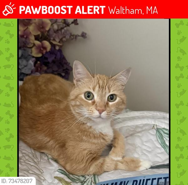 Lost Female Cat last seen Near John Street Waltham MA 02453 - Calvary Cemetary, Waltham, MA 02453
