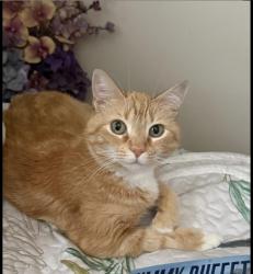 Lost Female Cat last seen Near John Street Waltham MA 02453 - Calvary Cemetary, Waltham, MA 02453