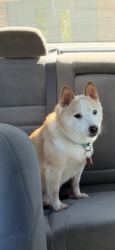 Reunited Male Dog last seen Sycamore Ave & Jana Lane, Madison, WI 53704