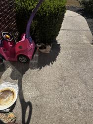 Found/Stray Unknown Cat last seen Bettys Ct / Rookwood Pkwy, Lexington, KY 40505