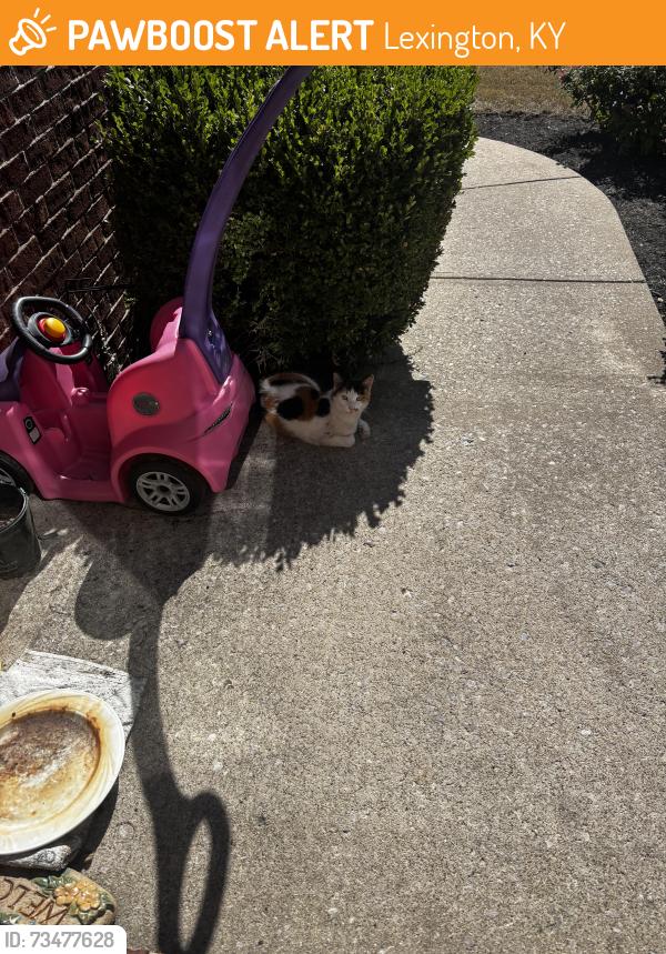 Found/Stray Unknown Cat last seen Bettys Ct / Rookwood Pkwy, Lexington, KY 40505