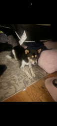 Lost Female Dog last seen highland avenue train station, City of Orange, NJ 07050