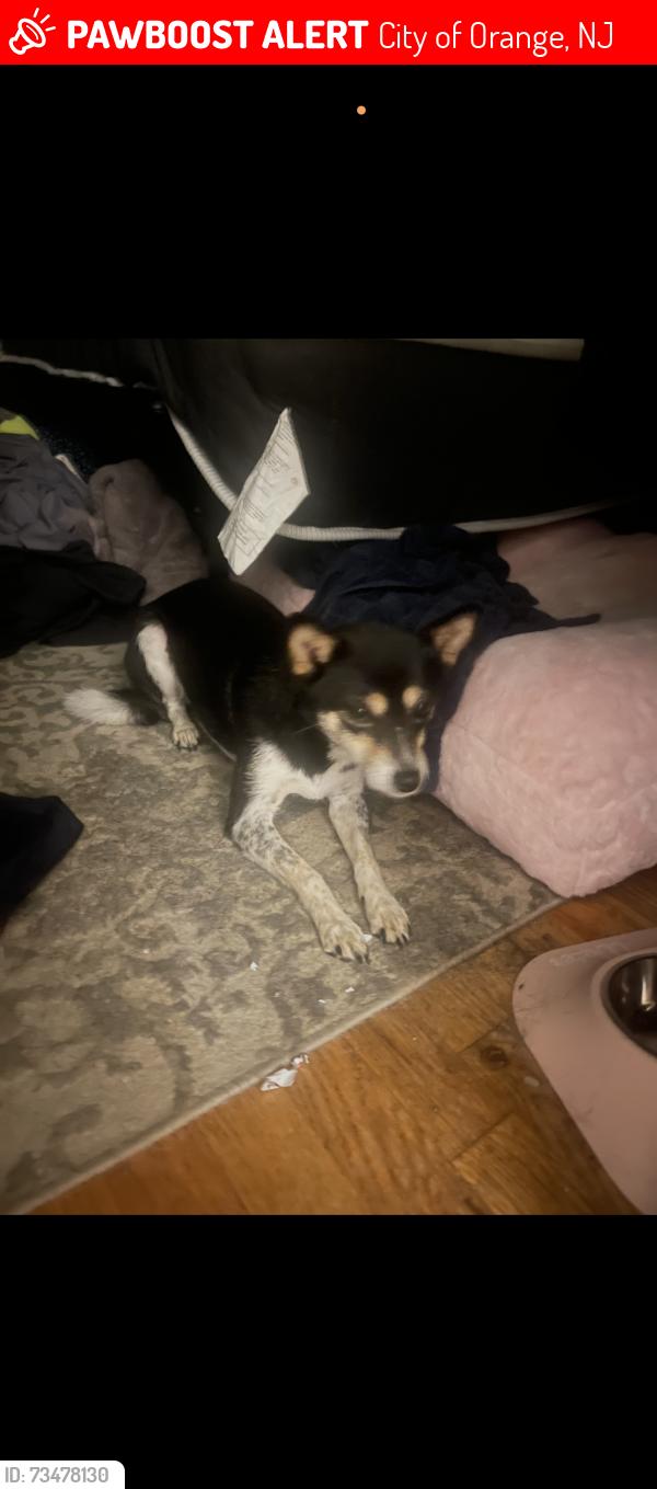 Lost Female Dog last seen highland avenue train station, City of Orange, NJ 07050