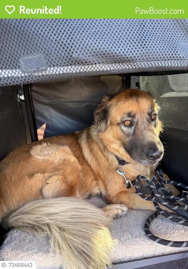 Reunited Male Dog last seen 1 mile from the state park on 83, Franktown, CO 80116