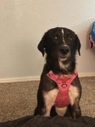 Lost Male Dog last seen Norman Oklahoma, Norman, OK 73019