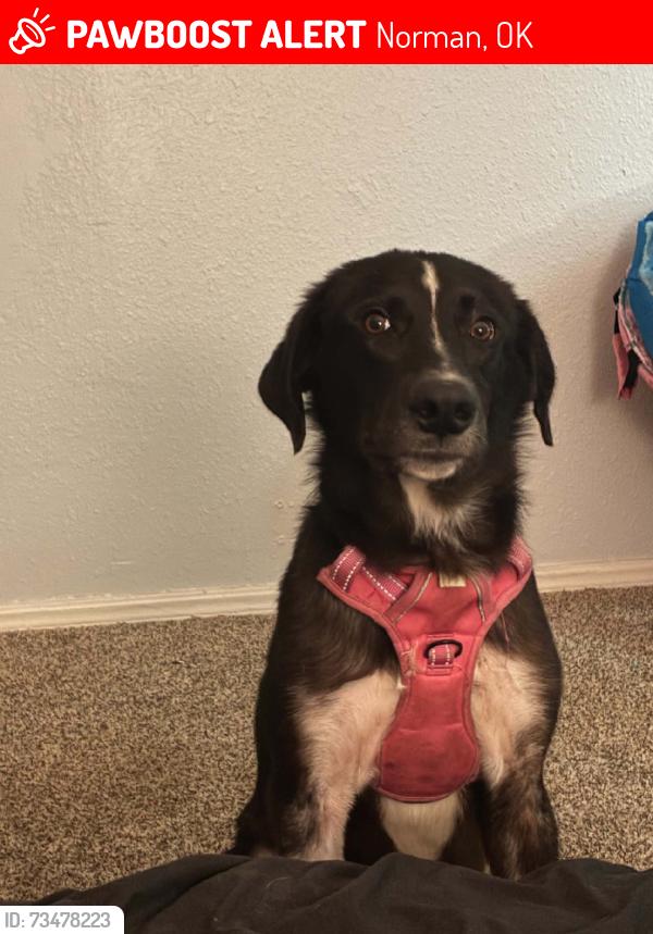 Lost Male Dog last seen Norman Oklahoma, Norman, OK 73019