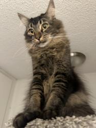Reunited Male Cat last seen Longford, San Diego, CA 92117